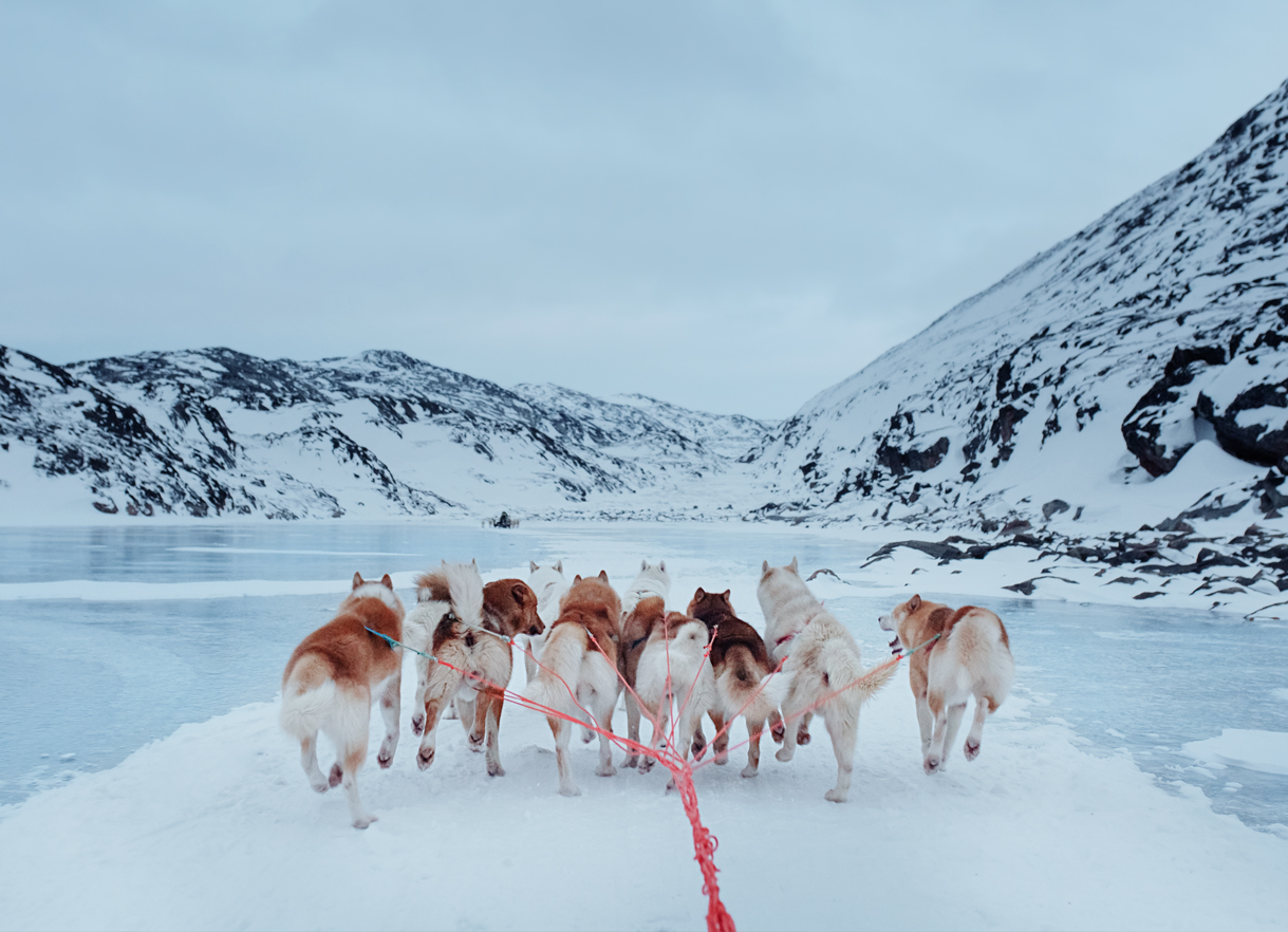 are greenland dogs good sled dogs